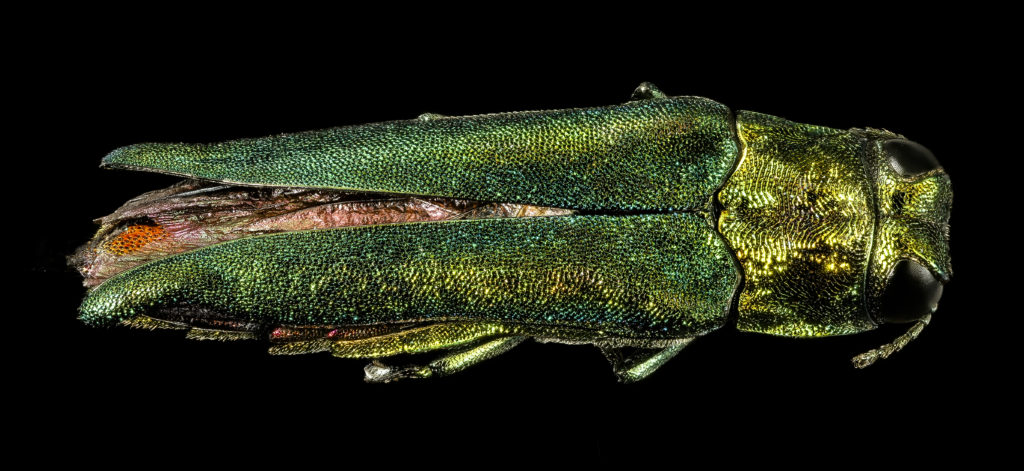 Emerald Ash Borer