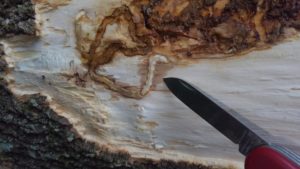 emerald ash borer damage and larvae