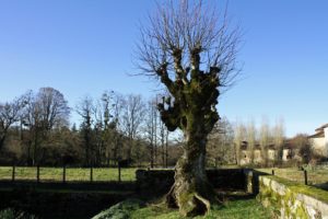 Tree topping risks on full display
