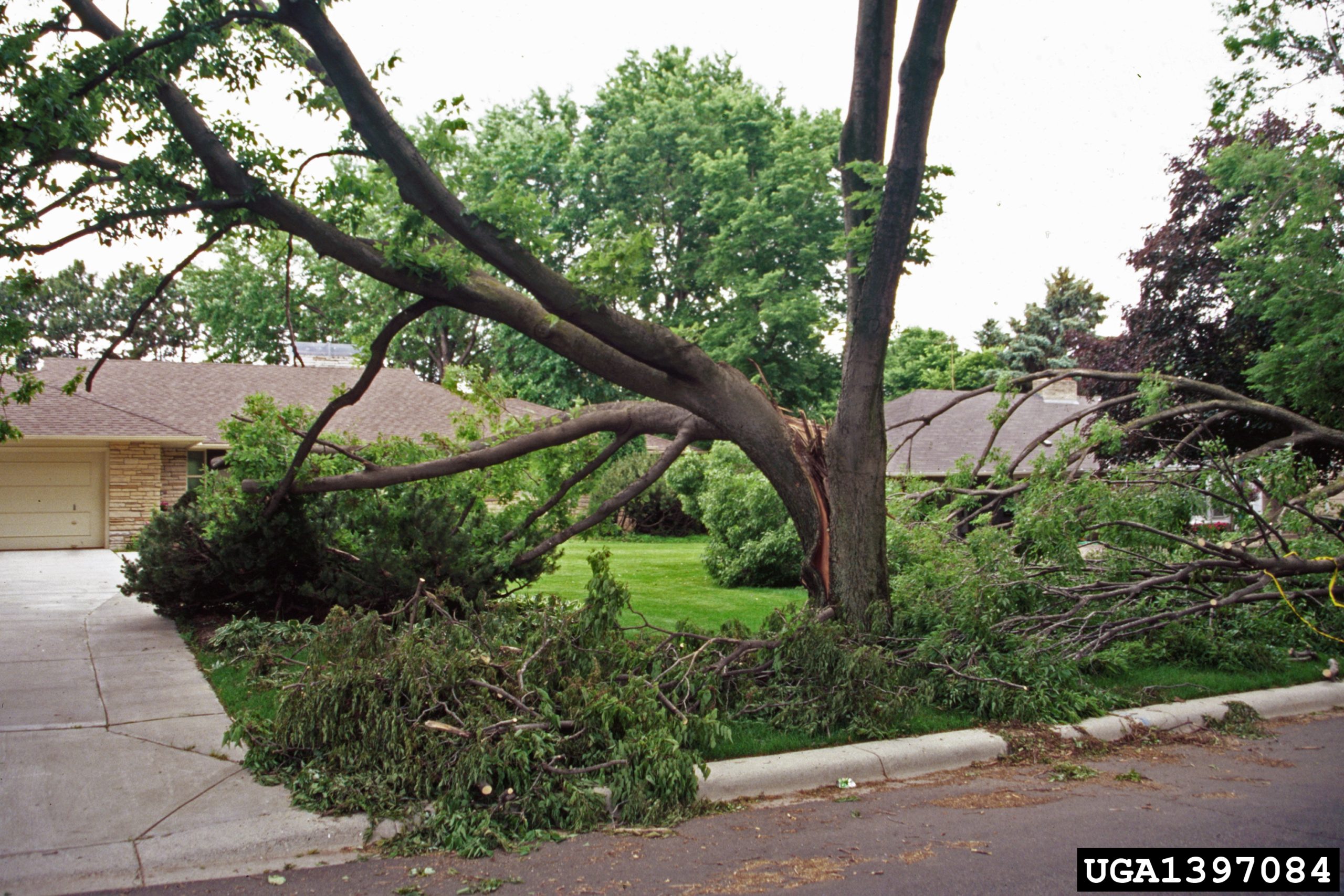 cabling and bracing could have prevented this